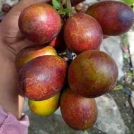 Pokok Matoa / Buah Kristal / Pometia pinnata.