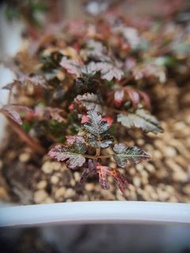 特色乳香雜交 索娜乳香 索娜娜乳香 Boswellia socotrana, nana, aspeniifolia hybrid 稀有多肉植物 小樹苗