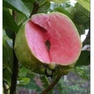 ANAK POKOK PINK GUAVA (WATERMELON GUAVA) - Cepat berbuah.