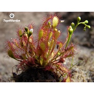Drosera Intermediate, Drosera Intermediate Plant, Flies, Mosquitoes, Ants, Easy to Grow Seeds and Se