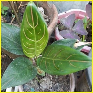 ✁ ✸ ◪ aglaonema / aglaonema in different varieties