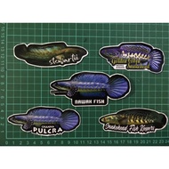 STIKER AQUARIUM IKAN PREDATOR / IKAN CHANA
