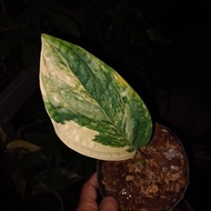 Monstera Karstenianum Varigata New