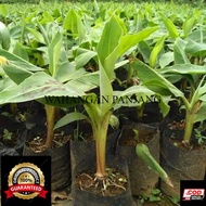 Bibit Pohon Pisang Cavendish G9