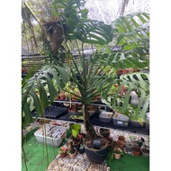 Monstera Esqueleto (jenis daun besar)