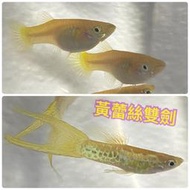 【嘉嘉寵物】💯純係 🐟蛇紋 黃蕾絲雙劍 孔雀魚🐠🐡🐟 對魚 仔魚（觀賞魚蝦  （飼料餌料）