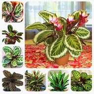 ¤【COD】10pcs Rare Calathea Seeds Air Freshening Plants Seeds #SW3