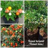 Bibit Tanaman Tomat Krismil / Tomat Hias bibit Tomat Krismil / bibit Tomat Hias