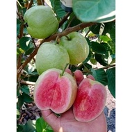 Pink-fleshed guava seedling