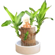 Brazilian Wood Plant Set, Brazilian Lucky Wood Plant with Pandan Statue, Brazilian Wood Hydroponic P