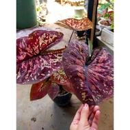 Tanaman hias caladium keladi buriq burik siap tanam