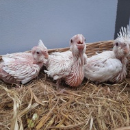 falk albino baby
