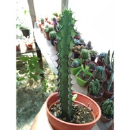 cactus / kaktus (real plant) kaktus hidup