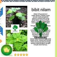 Jual Bibit tanaman nilam-bibit nilam-pohon nilam-bibit parfum