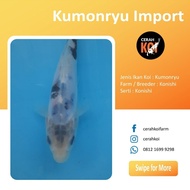 Ikan Koi Import Jenis Kumonryu Farm Konishi Japan Ikan Koi Murah