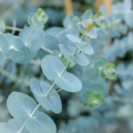 Limited-time clearance‼️尤加利大叶蓝宝贝/圆叶尤加利品种种子Eucalyptus Baby Blue/Round leaf Seeds 高冷范儿的北欧系植物