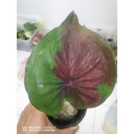 Caladium : Aurora (New Hybrid)