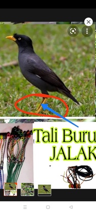 tali burung jalak  kebo jalak suren