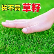 Four Seasons Evergreen Carpet Grass Seed Lawn Courtyard Fur Dog Tooth Root Greening Slope Protection