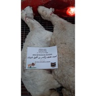 kambing akikah Makkah