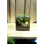 Terrarium, mini terrarium, mini forest terrarium , live moss🌳, live plant 100% live plant/moss,