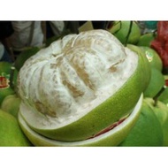 POKOK LIMAU BALI ISI PUTIH HYBRID