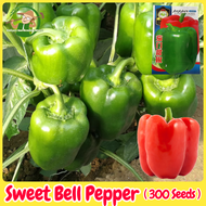เมล็ดพริกหวาน เมล็ดพันธุ์ พริกหยวก บรรจุ 300เมล็ด Bell Pepper Seeds Organic Vegetable Seeds for Plan