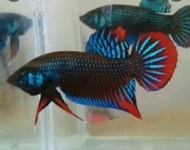 live fish wild betta imbellis sp Terengganu