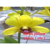 Anggrek Dendrobium Clv Dewasa