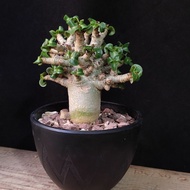 超卷) 羊角沙漠玫瑰  正版 實生 精選靚葉 可曬 喜熱 種定 小捲葉 caudex 種定 盆栽 可愛 塊根植物 連花盆 plant  多肉植物  禮物 gift DHA desert rose 可曬