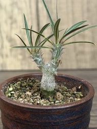 Pachypodium rosulatum var.gracious象牙宮（指母盆）（雙頭）塊根植物，多肉植物