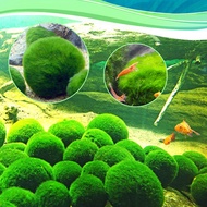 Marimo Moss Balls Live Aquarium Plant Algae Fish Shrimp Tank Ornament Green Aquarium Ornamental Fore