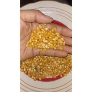 Corn Seeds 1 ounce ADN