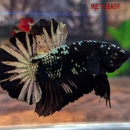 ikan cupang avatar cooper gold real pict jantan medium