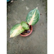 ♞,♘Aglaonema Varieties: Live Plants