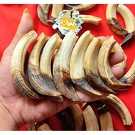 Caling /Taring babi hutan kalimantan asli 100%