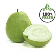 (1 biji) Fresh Jambu Batu Tanpa Biji/Fresh Guava Lohan Seedless/Jambu Batu Segar dan Murah/Fresh See
