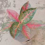 SRD - 512 AGLONEMA AGLAONEMA TIARA