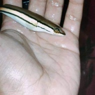 ikan toman ukuran 15cm