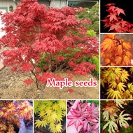 Ready Stock In Singapore Mixed Colors Maple Seeds for Planting（50 Seeds）Japanese Maple Tree Plant Bonsai Seeds Garden