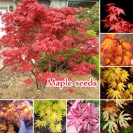 Ready Stock In Singapore Mixed Colors Maple Seeds for Planting（50 Seeds）Japanese Maple Tree Plant Bo
