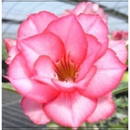 LazadaChoice Obesum Adenium plant Thailand rare flower seeds for home garden (It's a seed, not a plant!)