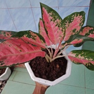 tanaman hias aglonema red kochin/aglaonema kochin/aglaonema kochin