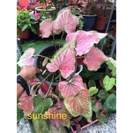 caladium id sunshine