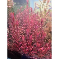 Rotala blood red SG