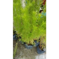 free POt pokok Dill Plant Free Pasu live dill plant