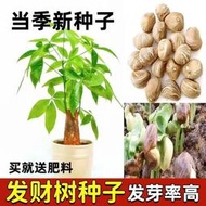 現貨  特價 小欣種業發財樹種子招財樹種子金錢樹種籽四季易種活庭院陽臺盆栽花卉種籽