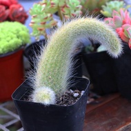 Monkey Tail Column Soft Hair Monkey Tail Cactus Nine Tail Fox Succulent Plant Pure Zhengchao Artific