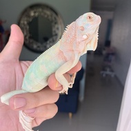 Snow iguana SOLD