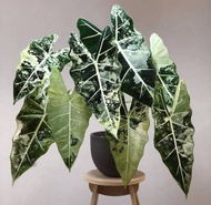 bibit bonggol alocasia flydek / keladi neon varigata
